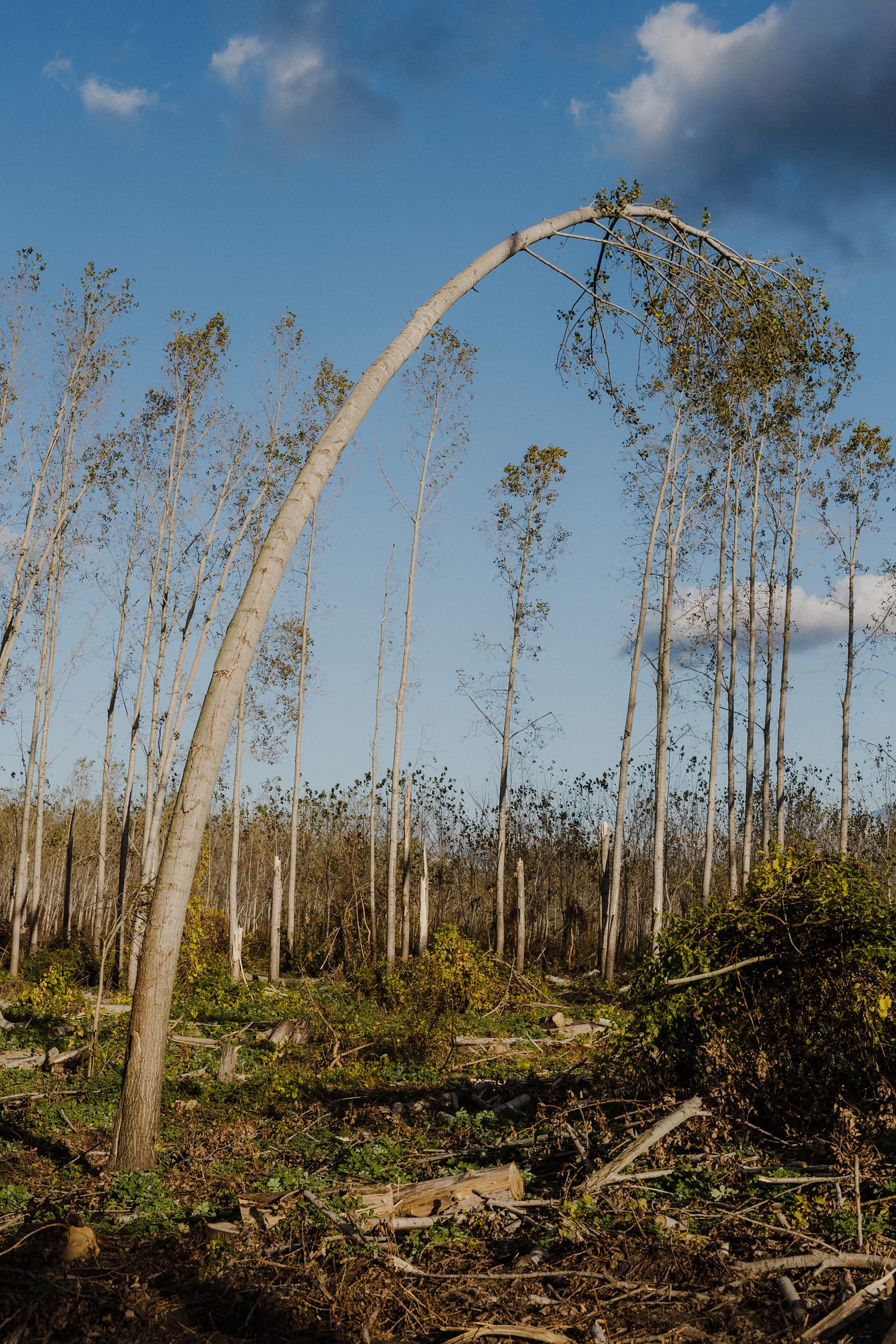 Hajlított poláris fa hurrikán szél után