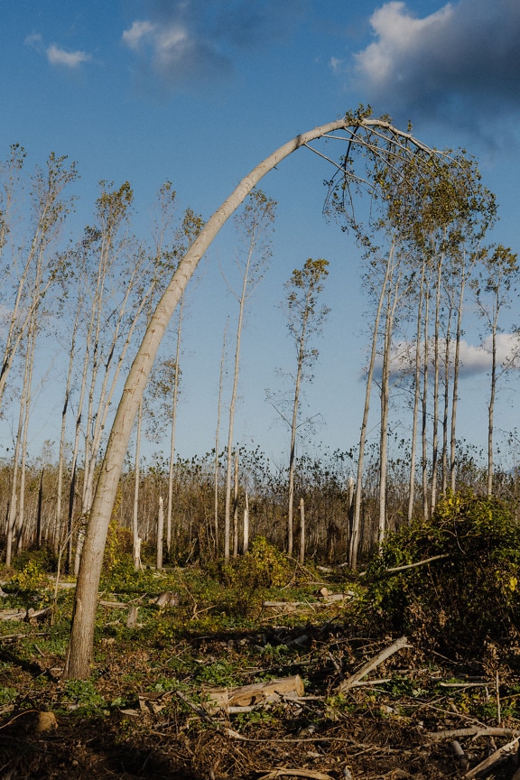 Ohnutý polární strom po hurikánovém větru