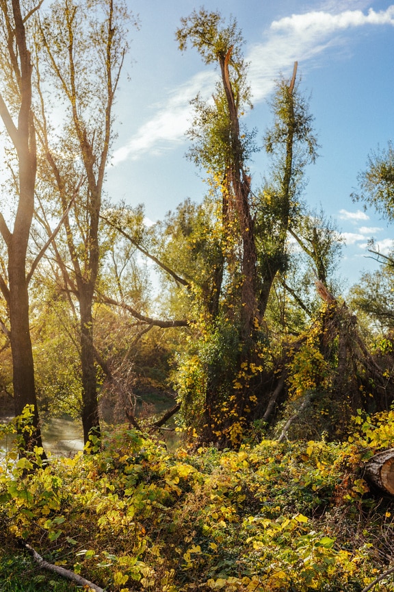 Zelenožluté keře v lese za slunečného podzimního dne