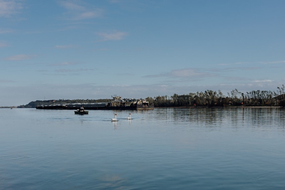 Лебедови птици, плуващи с шлеп кораб и лодка на заден план