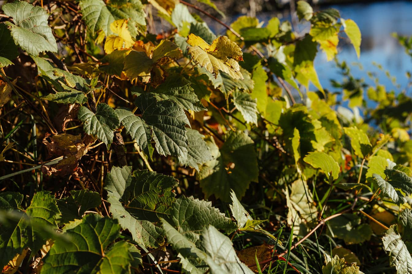 Dunkelgrüne und grünlich-gelbe Buschblätter in Nahaufnahme