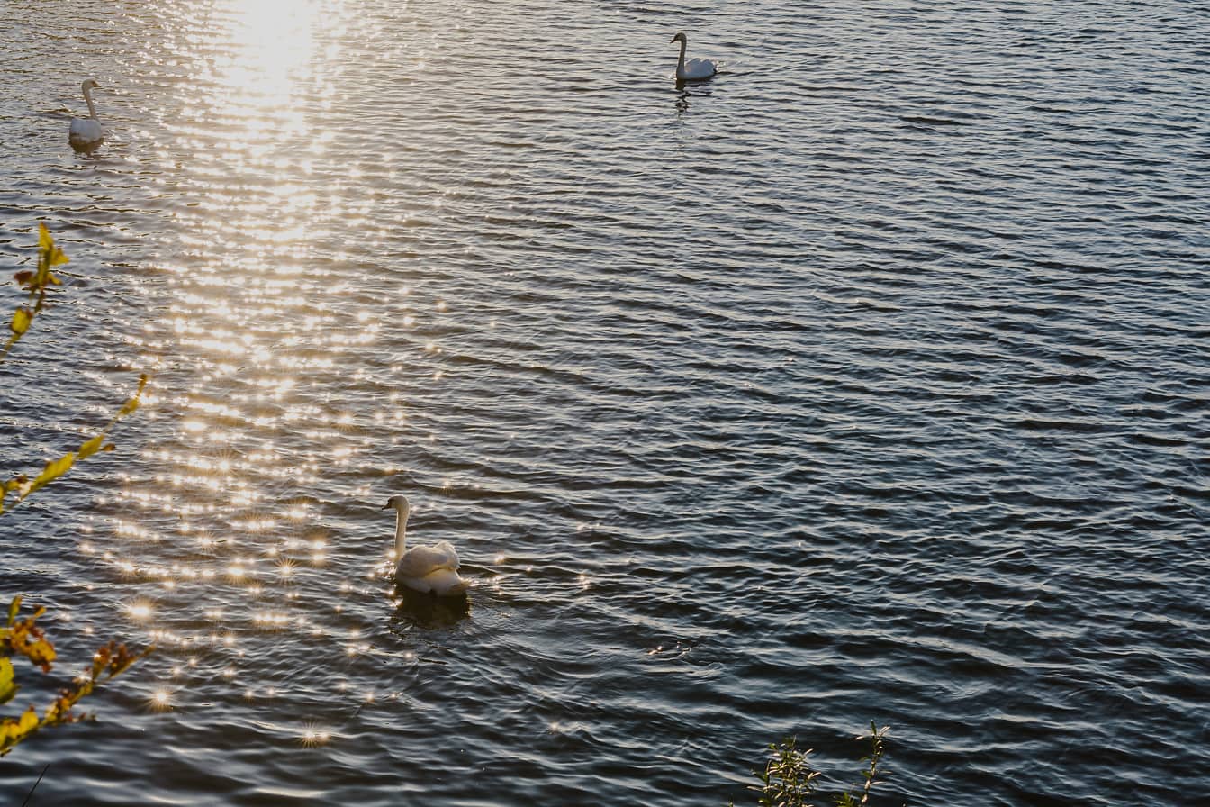 Pássaros cisnes nadando no lago com raios solares reflexo na água