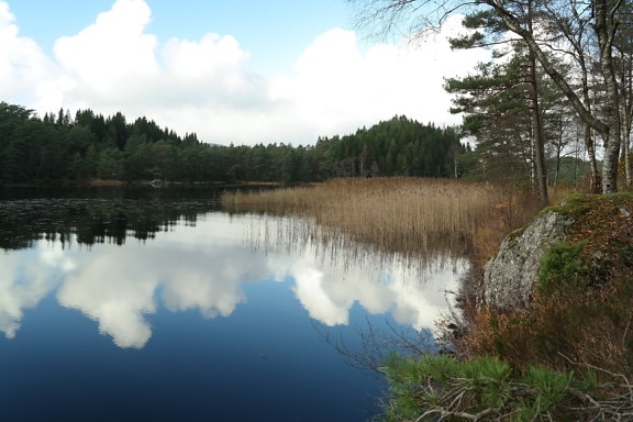 Спокойная атмосфера на озере с болотными травами