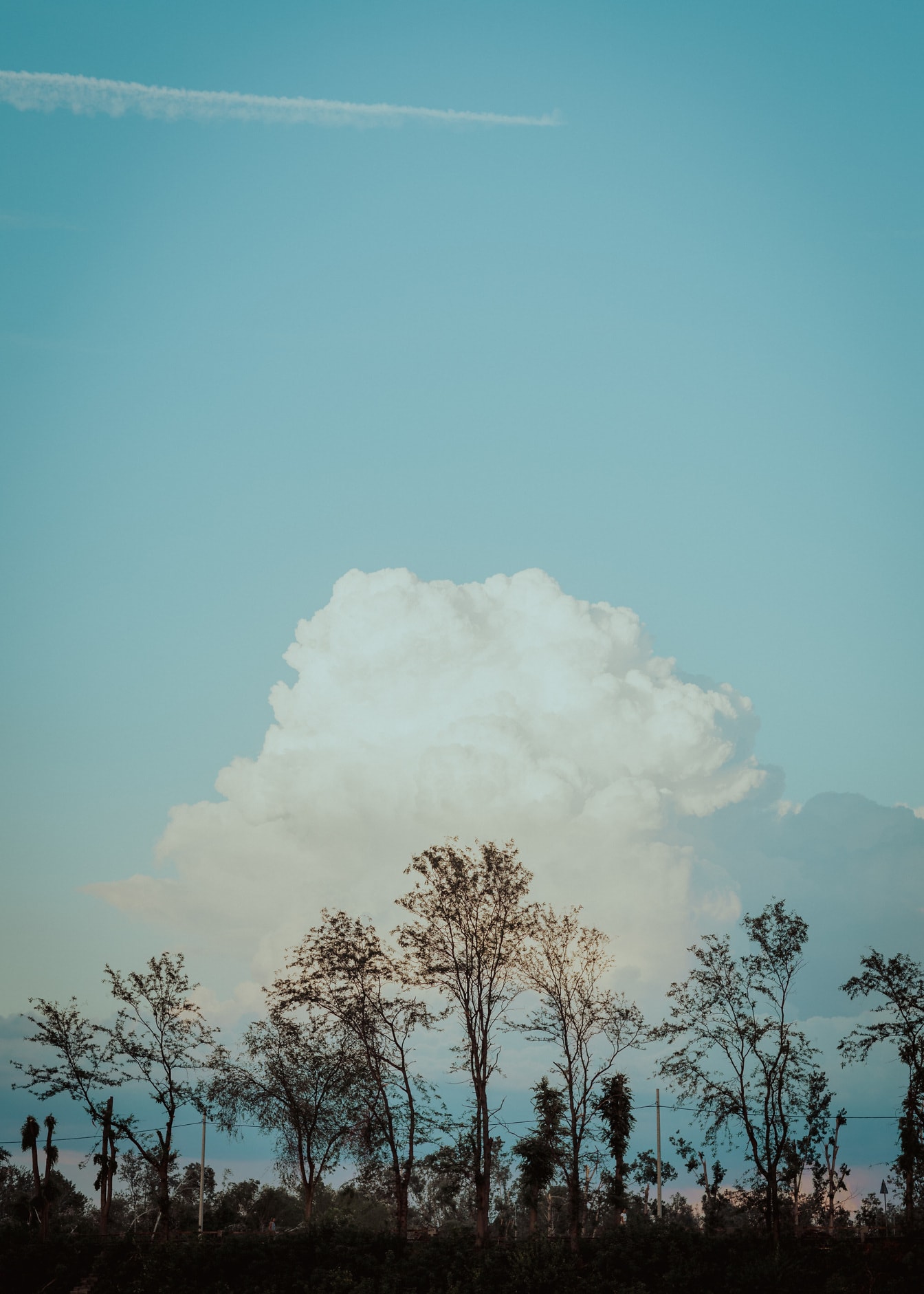 Деревья в лесу с большими облаками на лазурно-голубом небе