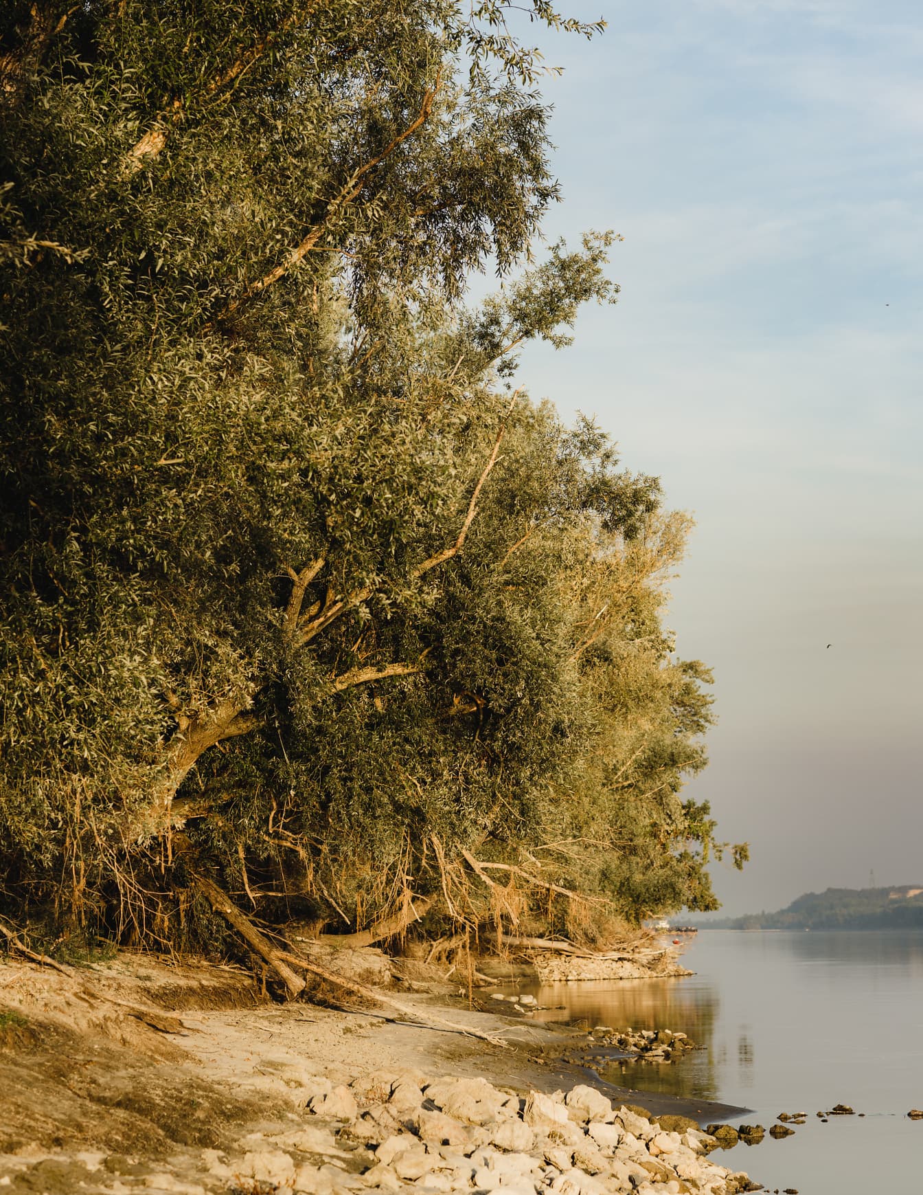 Pohon willow di tepi sungai Danube pada musim panas