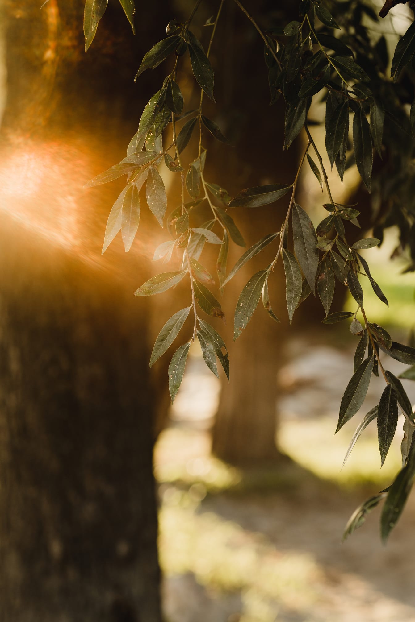Daun willow hijau tua dengan cahaya latar sinar matahari yang cerah
