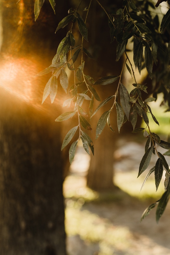 Ciemnozielone liście wierzby z jasnym podświetleniem słonecznym