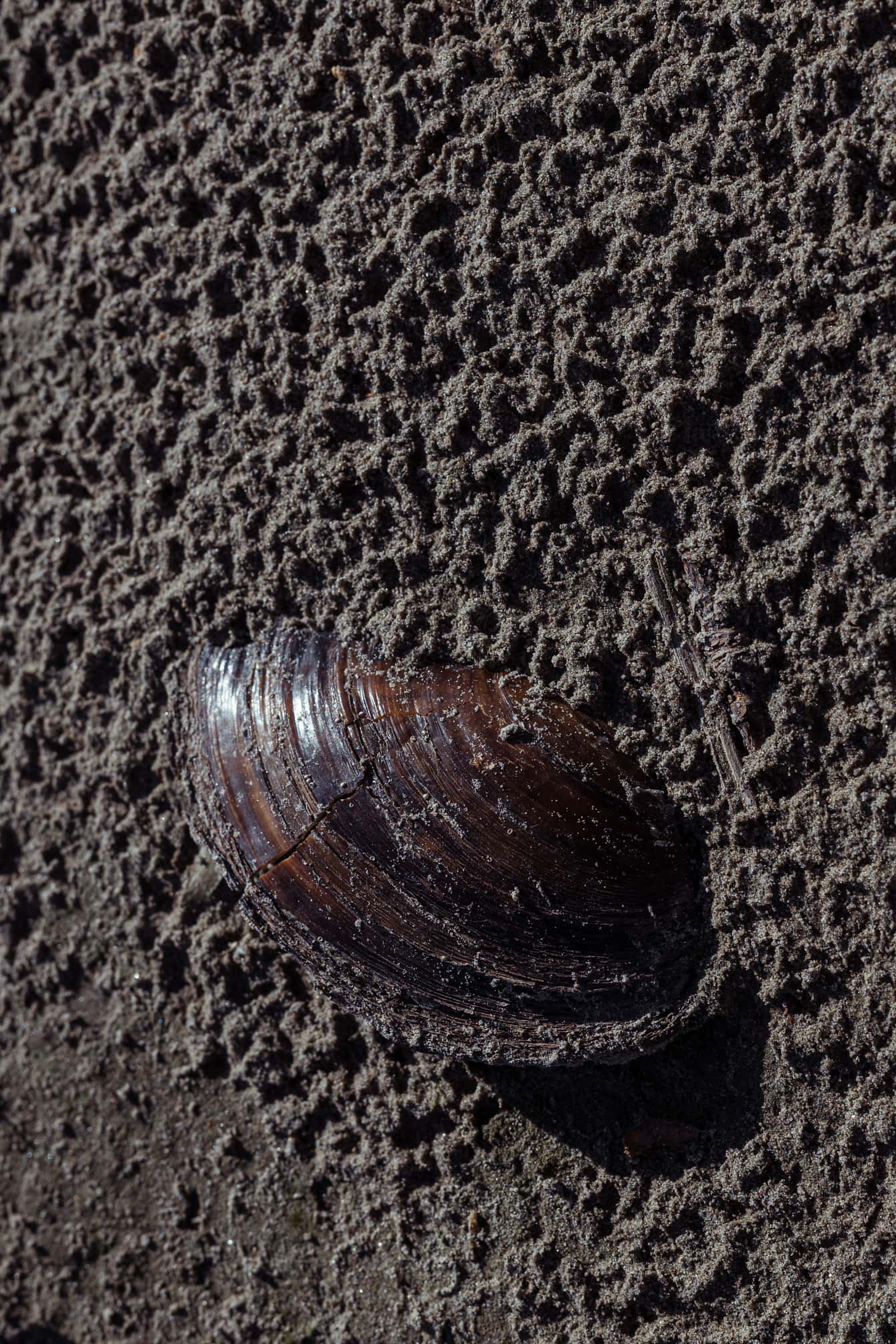 棕色淡水蚌壳在湿沙特写