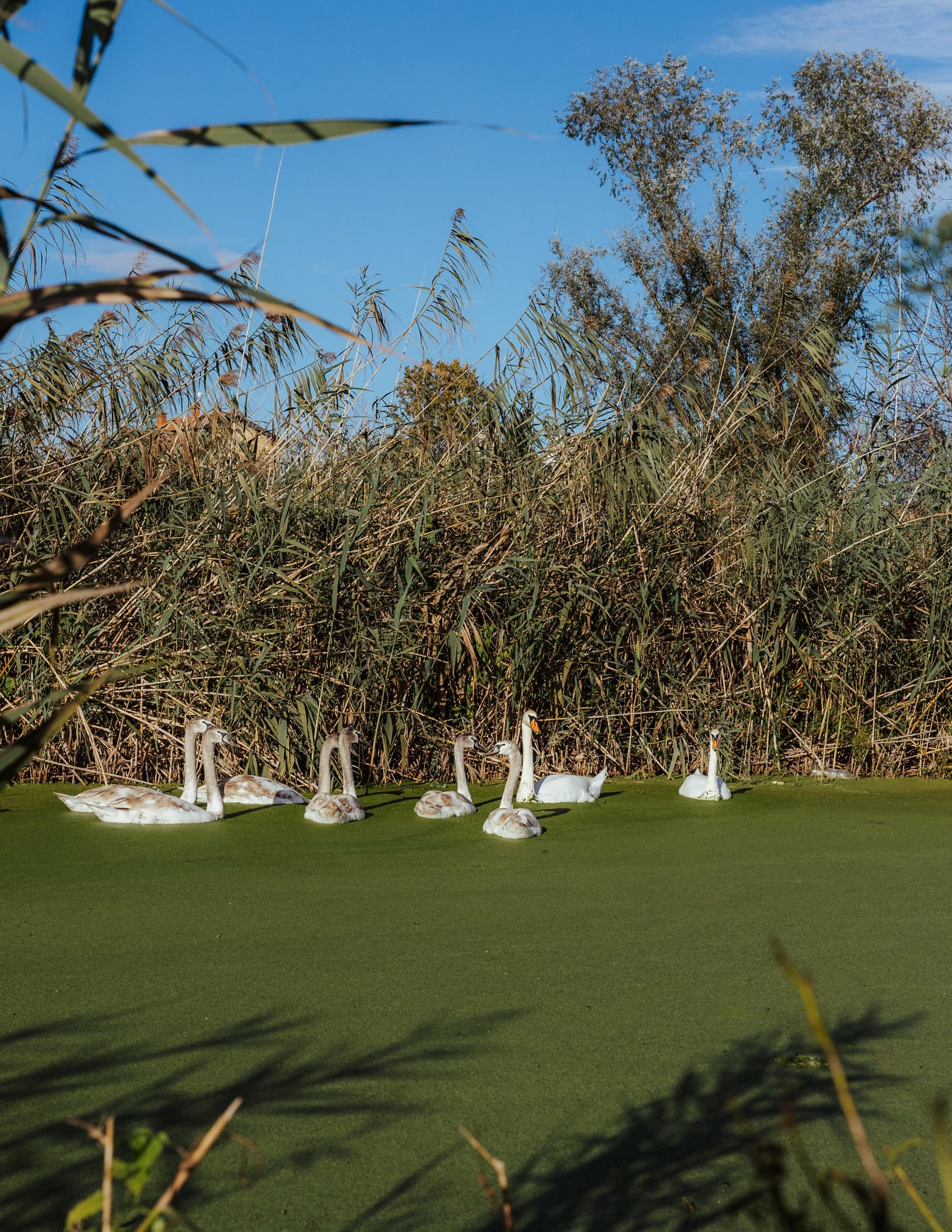 Cisne branco (Cygnus olor) família de aves em habitat natural