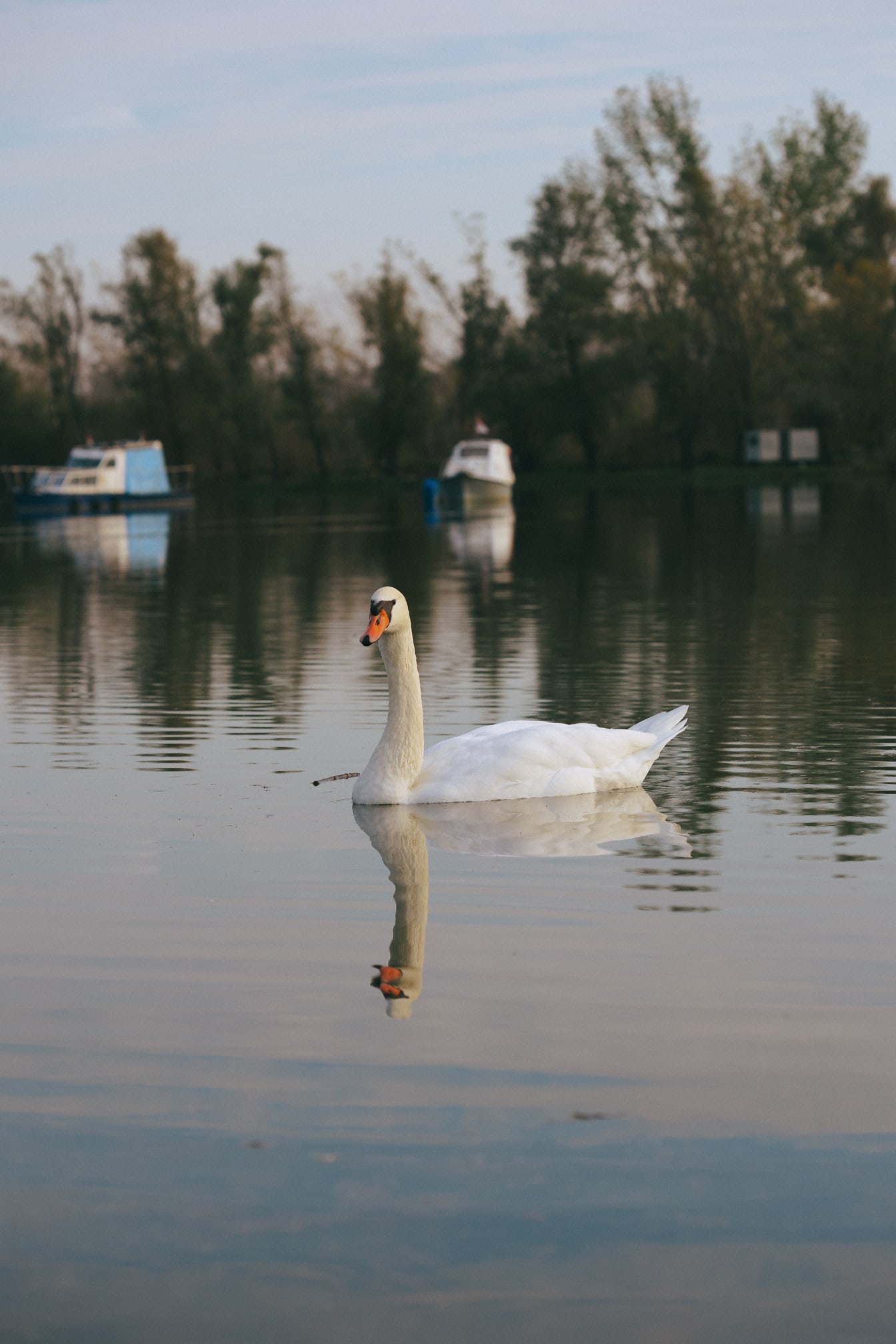 Млад бял лебед плува на спокойно езеро следобед