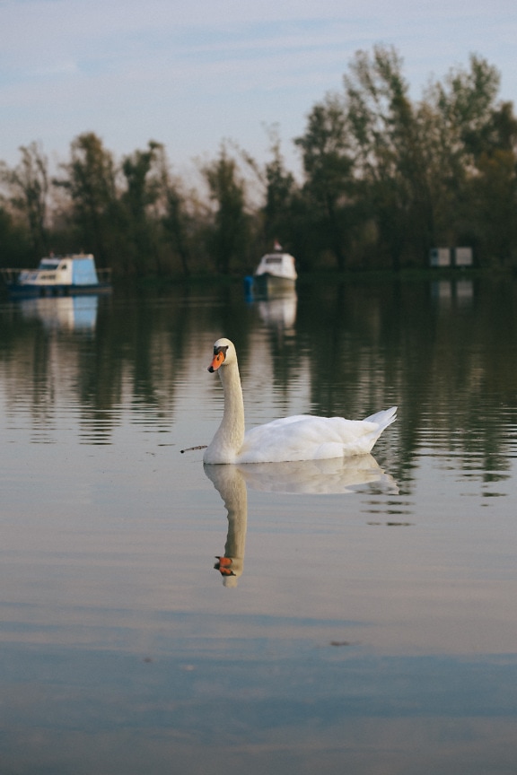 Mladá labuť bílá plavající na klidném jezeře v odpoledních hodinách