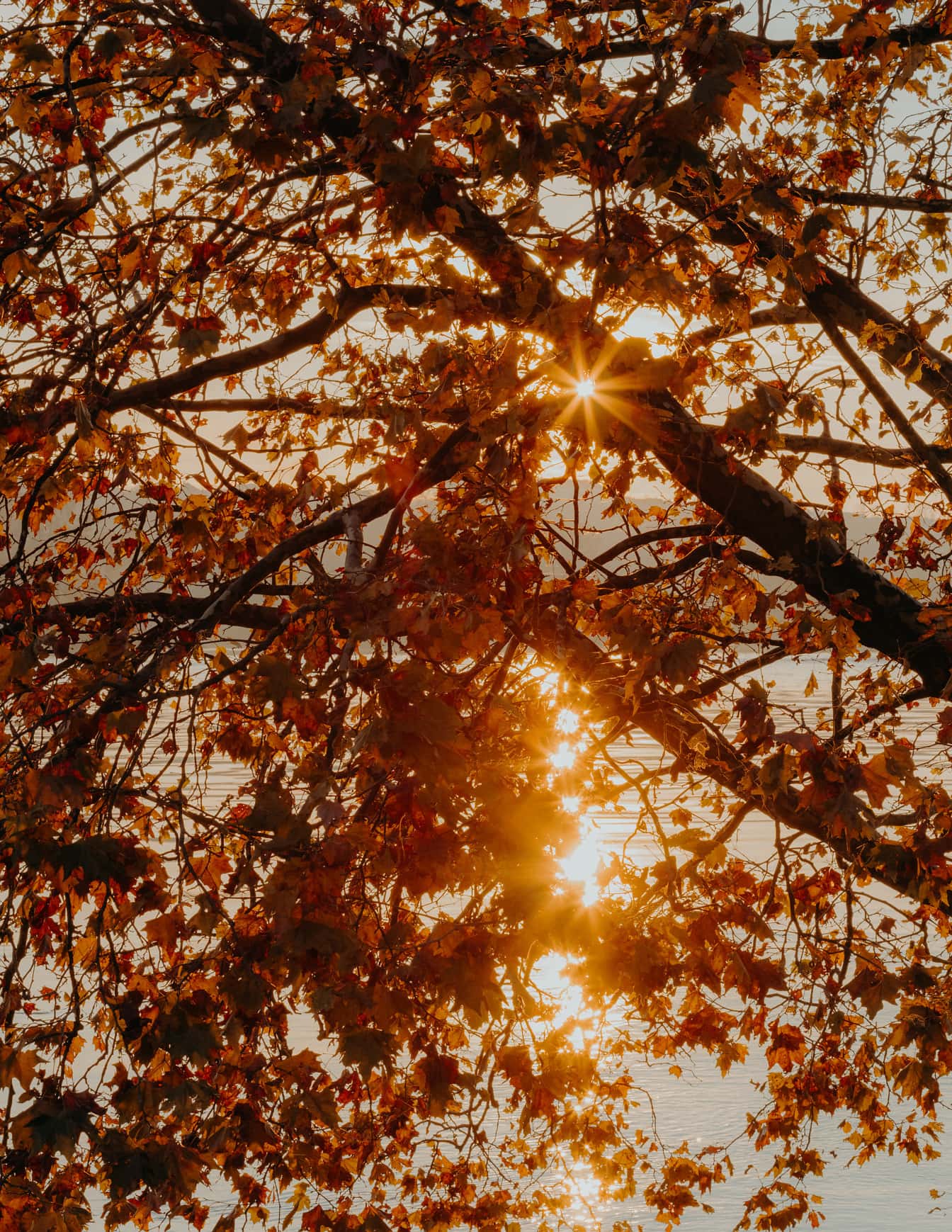 Pomarańczowo-żółte promienie słoneczne z żółtawobrązowymi liśćmi w sezonie jesiennym