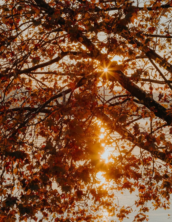 Orangegelbe Sonnenstrahlen mit gelblich-braunen Blättern im Herbst