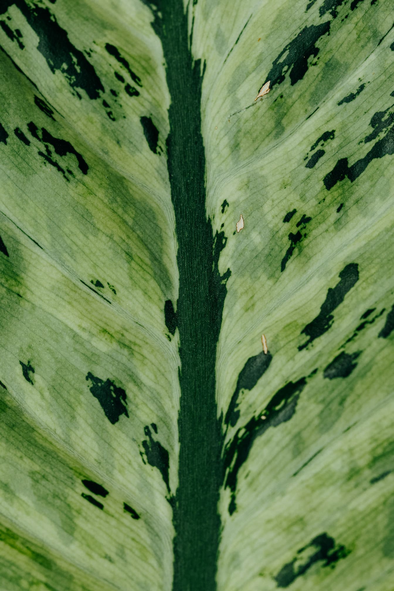 Makrofotografering av ett tropiskt mörkgrönt blad