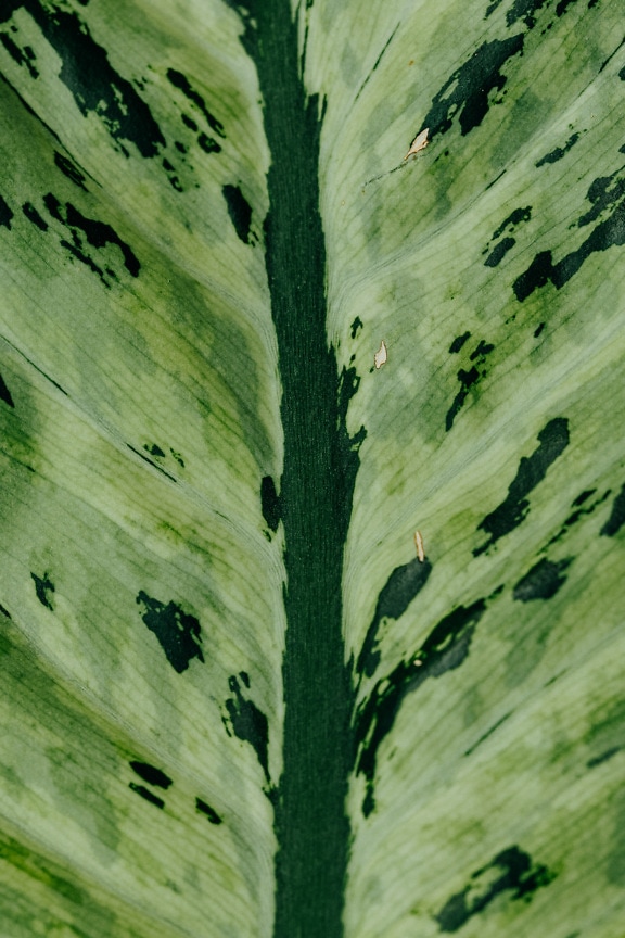 Macro photography of a tropical dark green leaf
