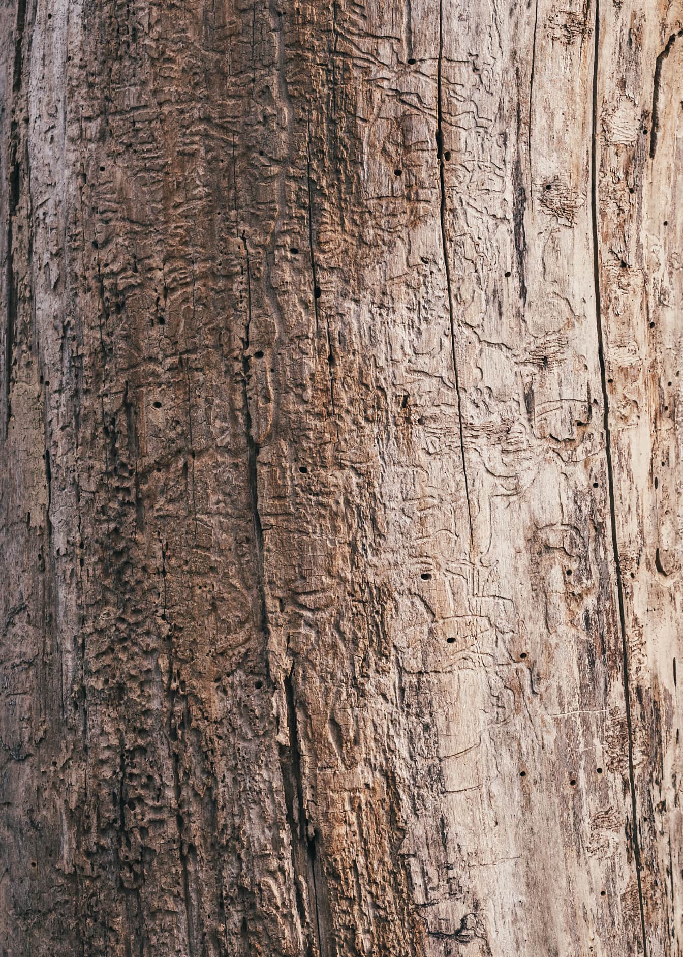 Detailní textura hnědého kmene stromu s hrubým suchým vzorem