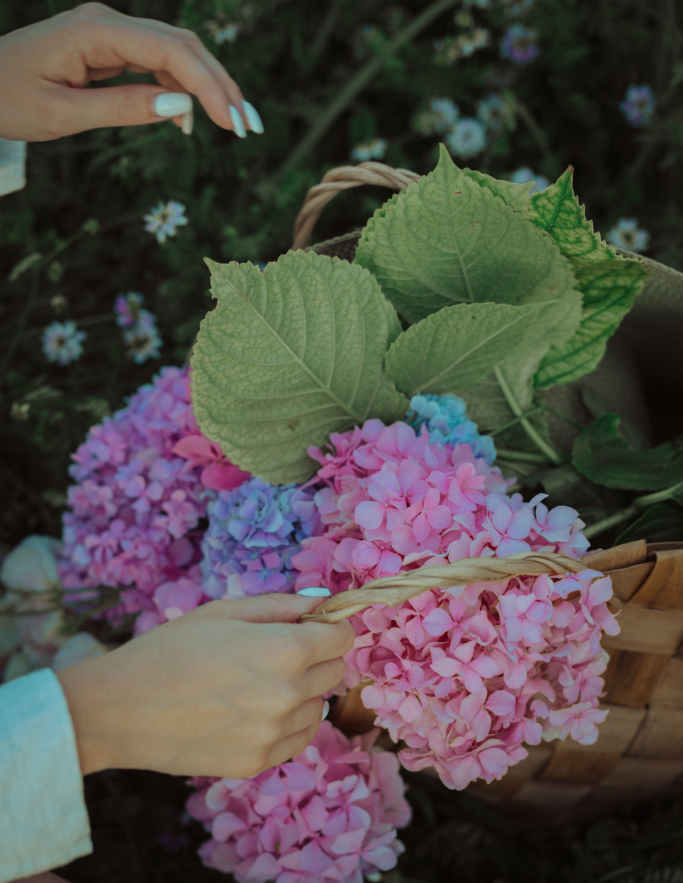 Wiklinowy kosz w ręku z różowawymi i niebieskimi kwiatami hortensji