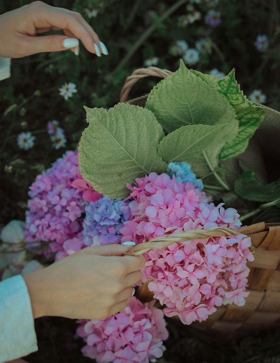Wicker basket in hand with pinkish and blue hydrangea flowers