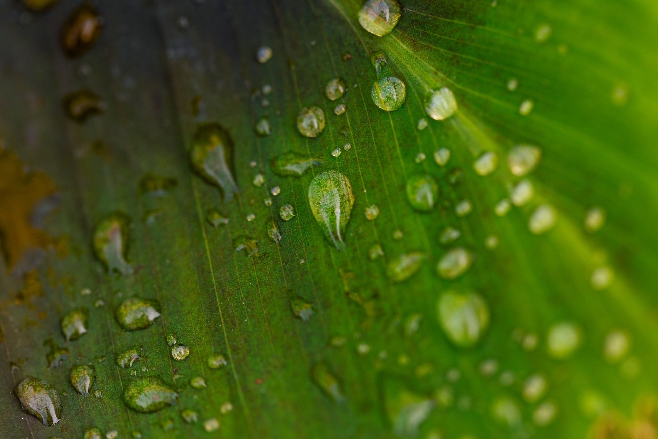 Zelený list s kvapkami vody makro fotografia