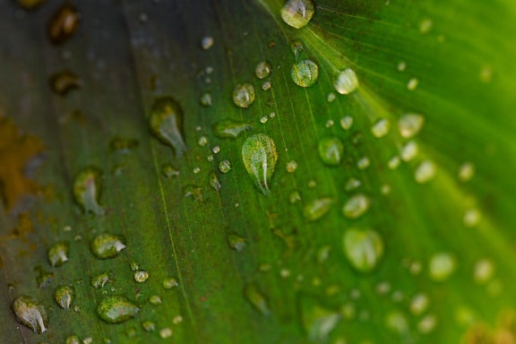Grønt blad med vanddråber makrofotografi