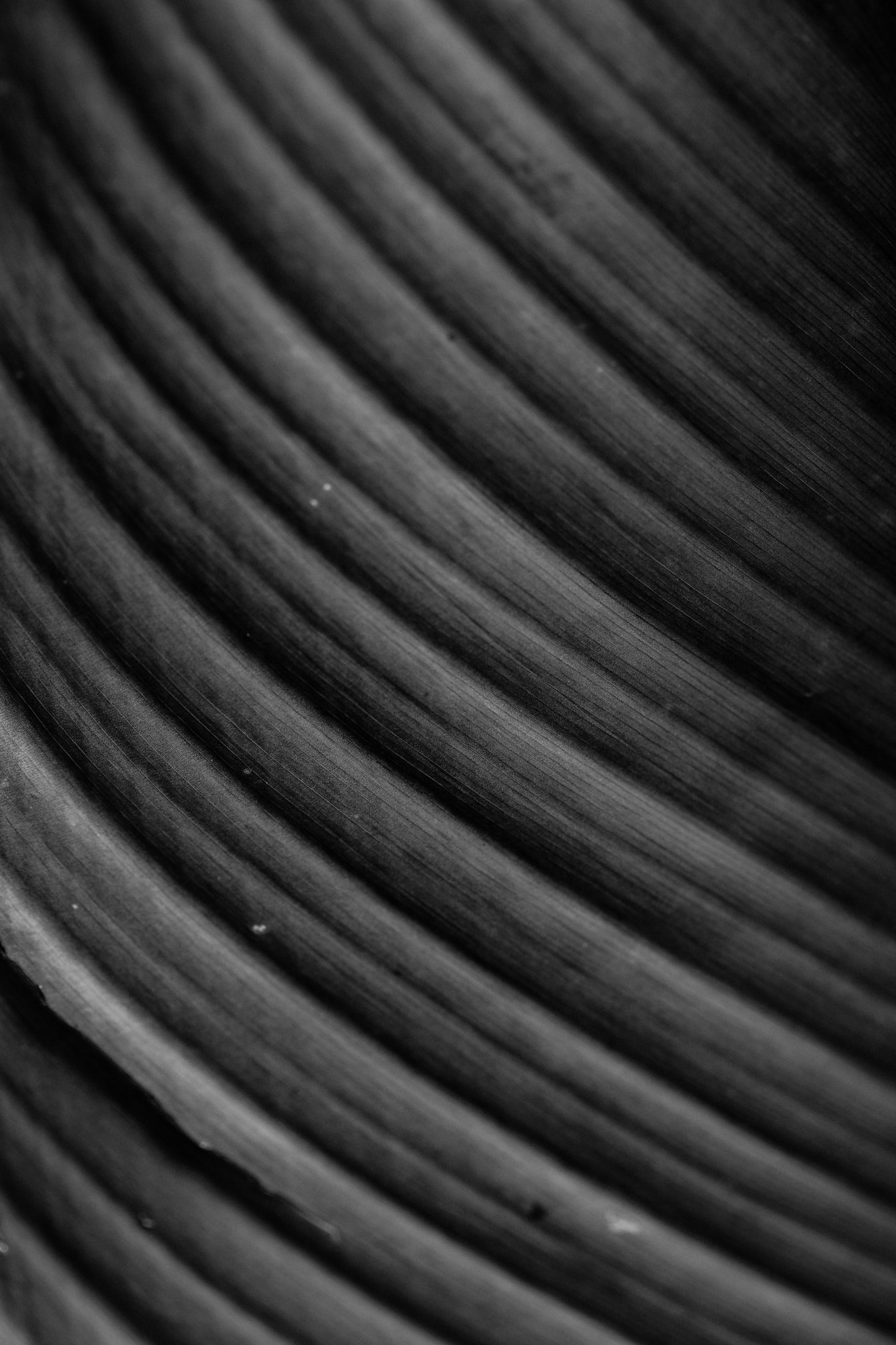 Textura macro en blanco y negro de líneas de fibra curvas