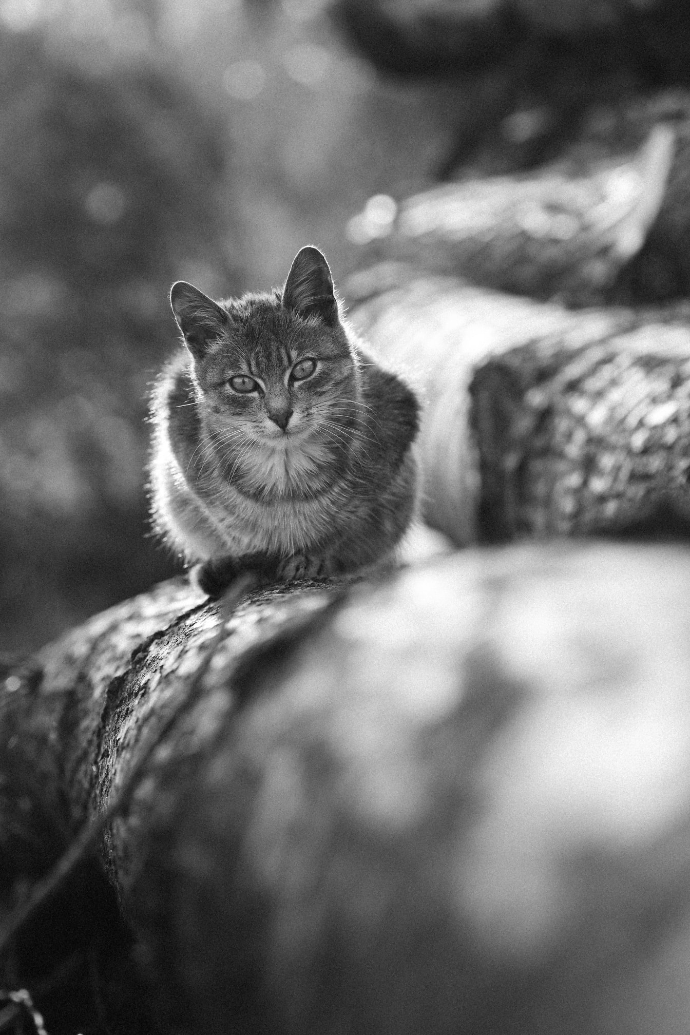 Monochromatická fotografia mačky na kmeni stromu
