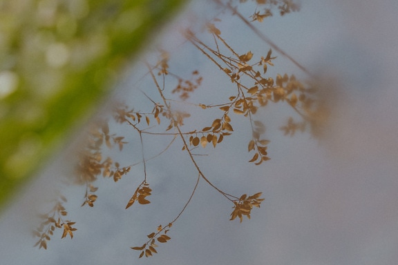 Uskarp refleksjon av gulbrune grener og blader