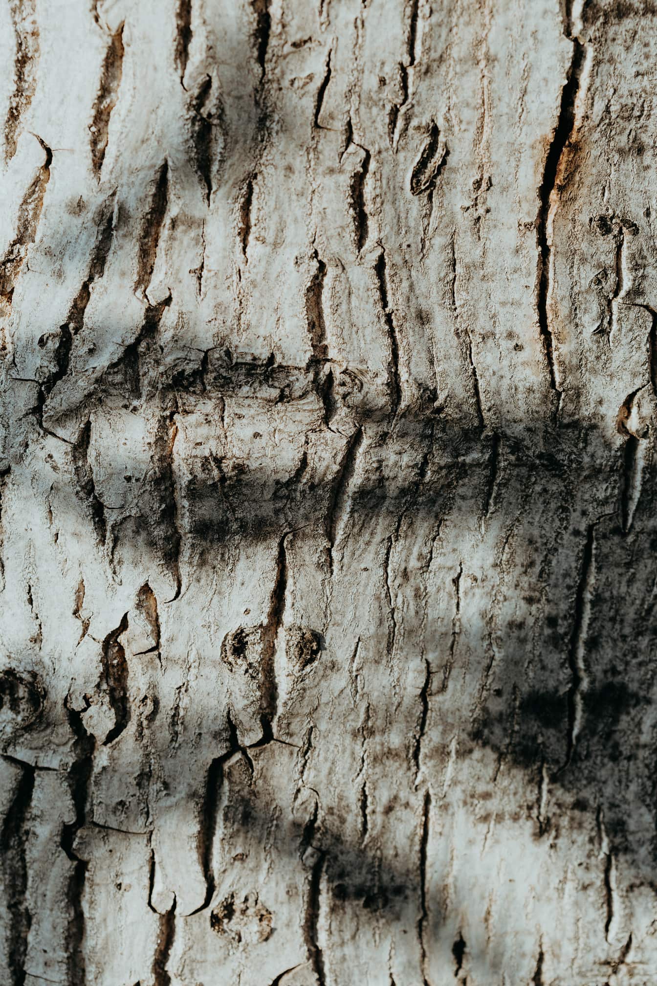 Korteks batang pohon poplar dengan tekstur close-up bayangan
