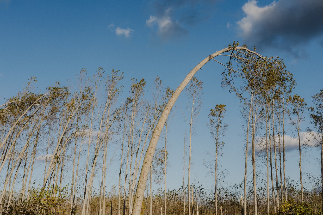 Ohýbání stromů v lese při větru hurikánu