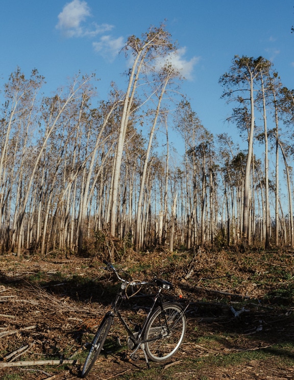 Μαύρο ποδήλατο σε δάσος λεύκας τη φθινοπωρινή περίοδο