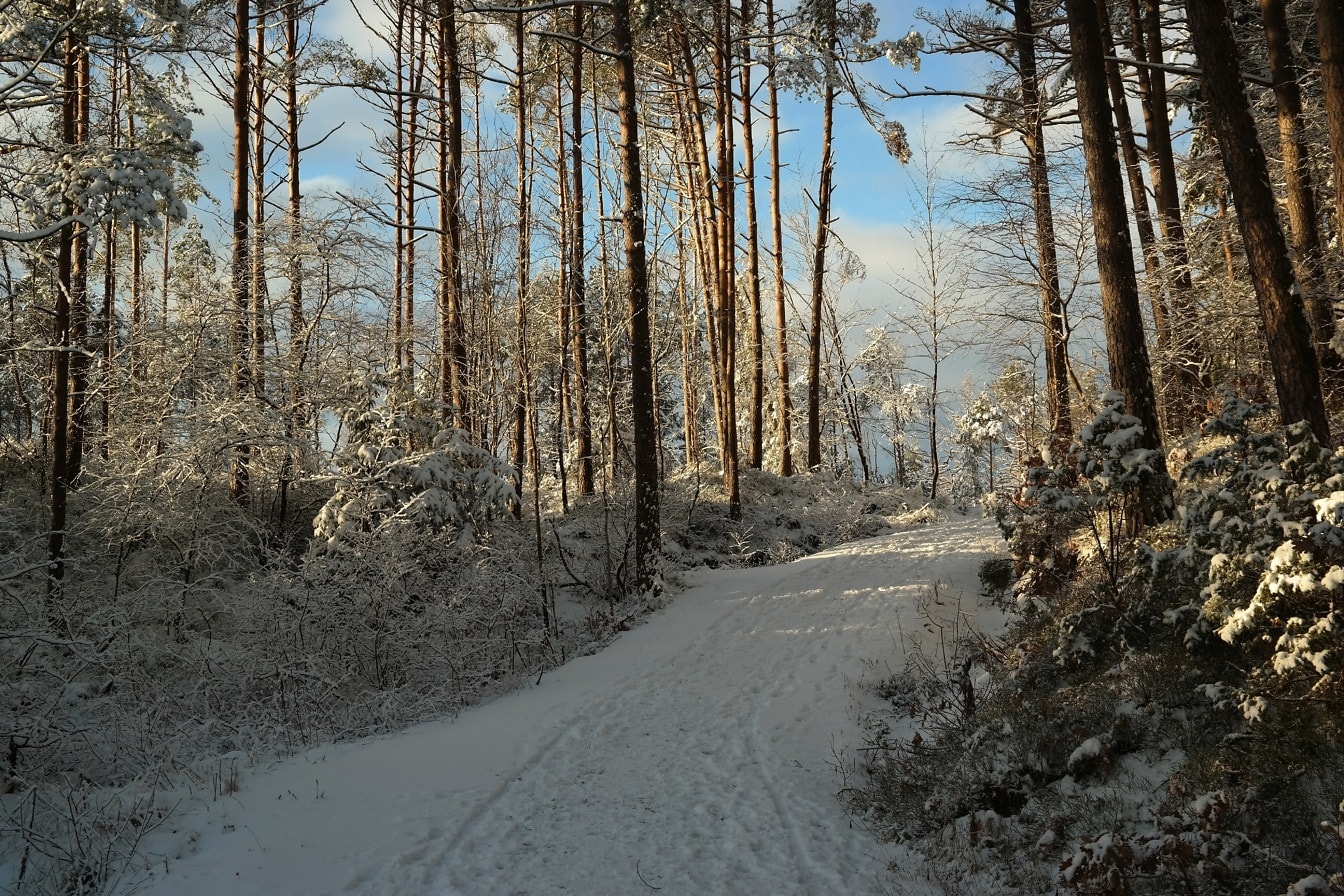 Novembrová zimná sezóna zasnežená lesná cesta