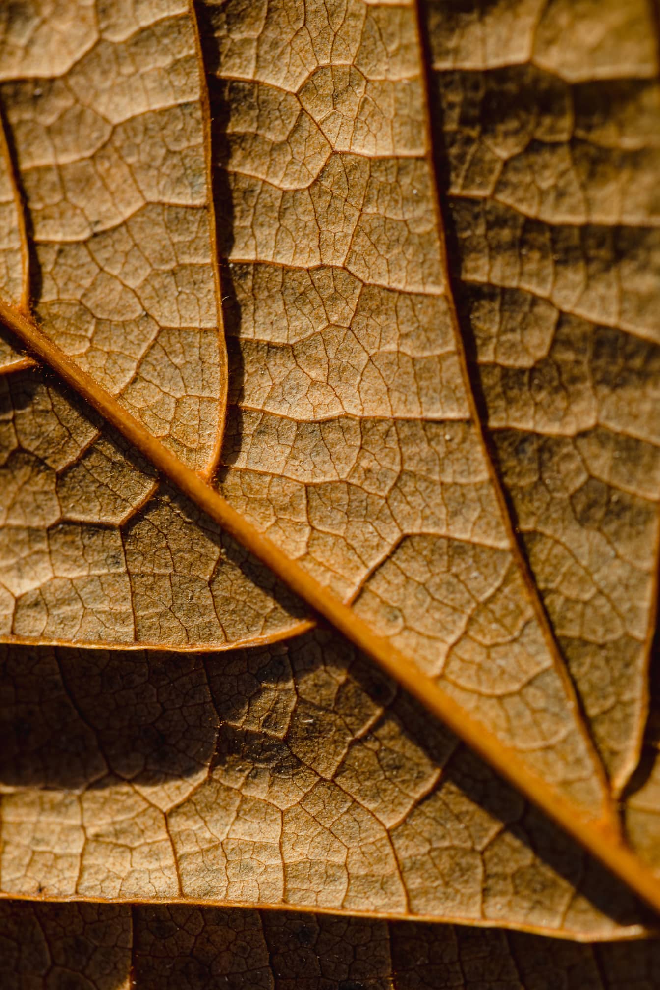 Makrofotografie suchého žlutohnědého listu s detailní texturou