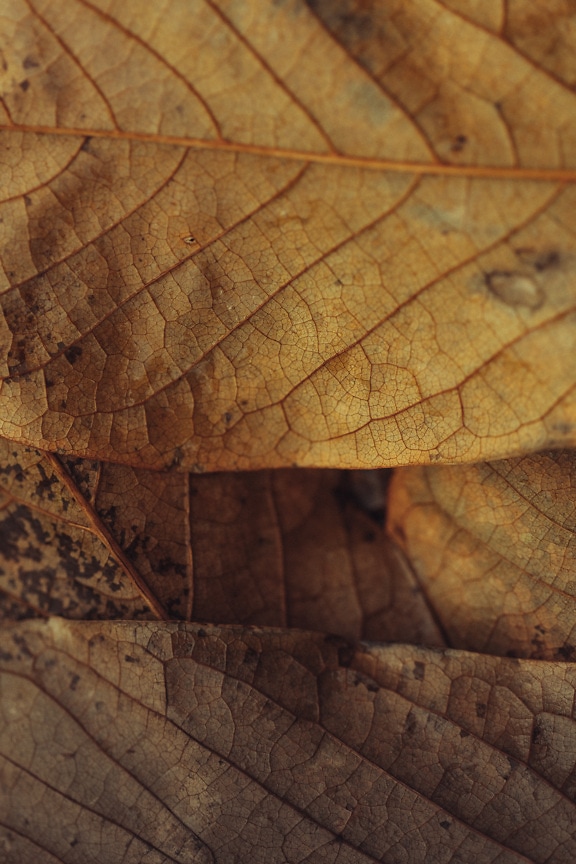 Gelblich-braune, trockene Blätter Nahaufnahme raue Textur