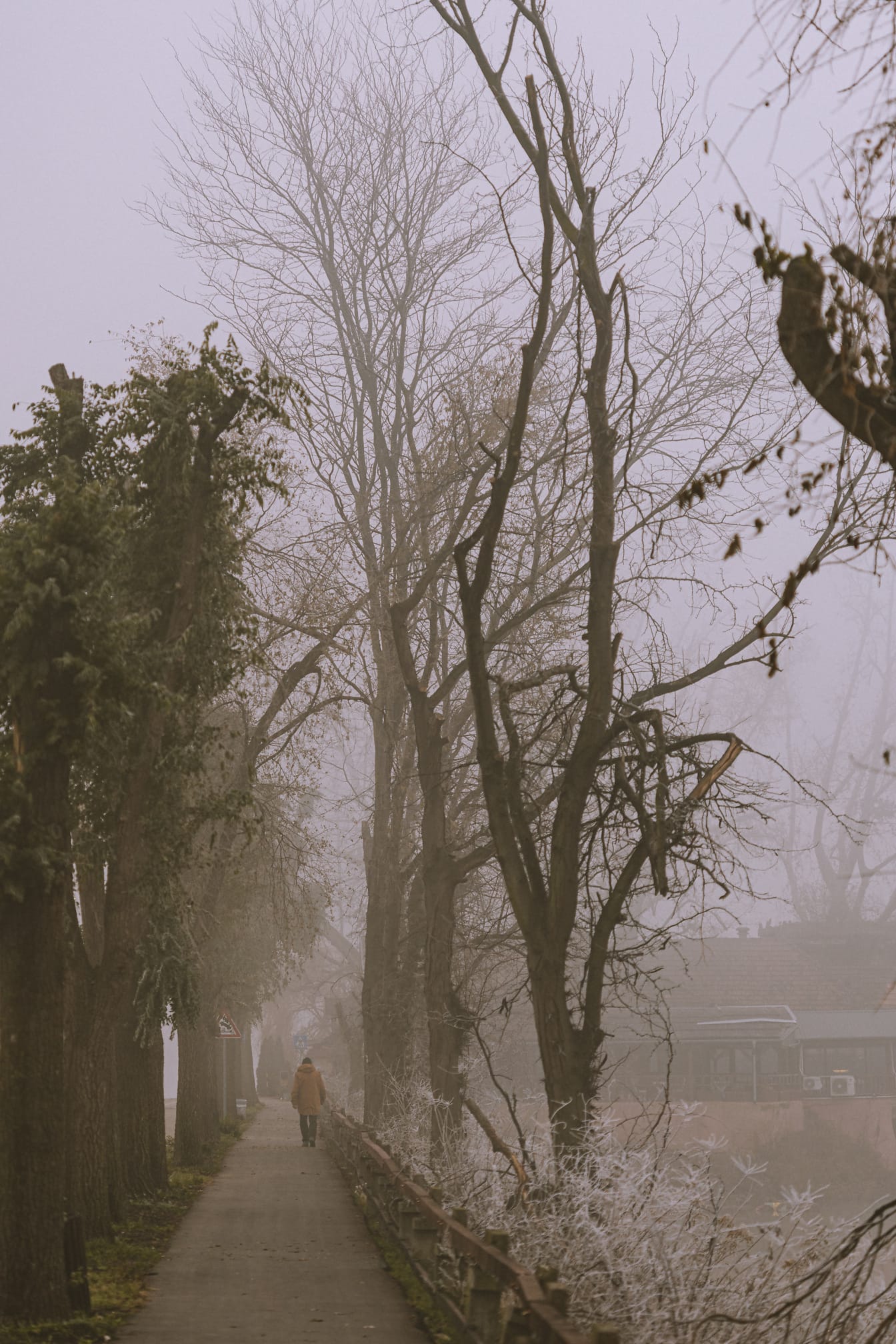 Osoba spacerująca wiejską alejką w mglisty jesienny dzień