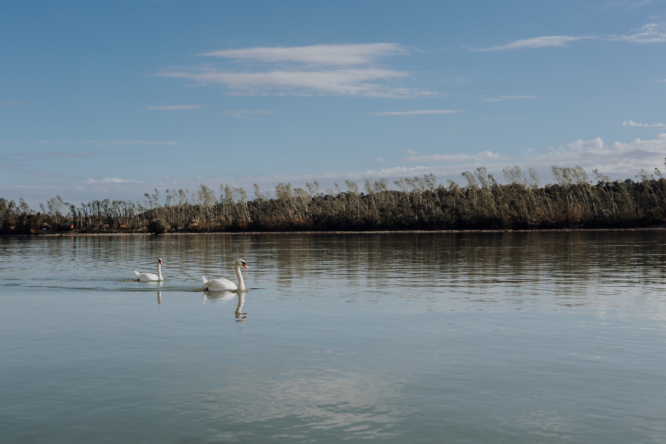 Hvide svanefugle svømmer på den rolige Donau-flod