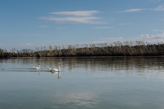 Fehér hattyúmadarak úsznak a nyugodt Dunán