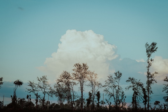 Белые облака на лазурно-голубом небе над деревьями
