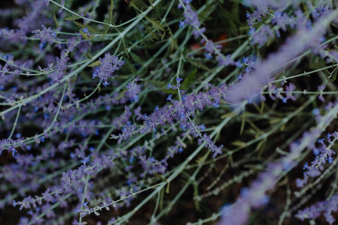 俄罗斯鼠尾草 (Perovskia atriplicifolia) 紫色野花特写