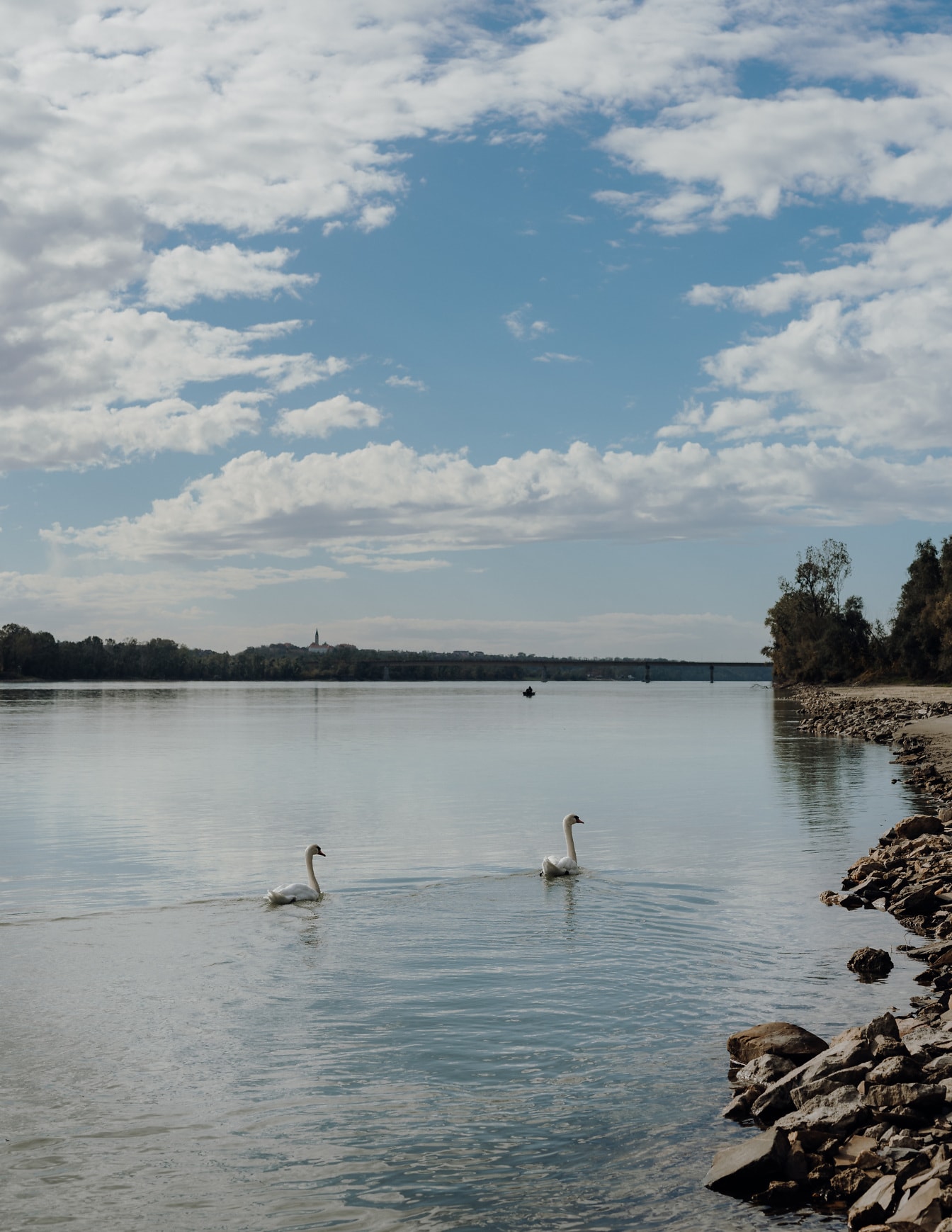 Swan birds swimming on Danube river with rocky riverbank