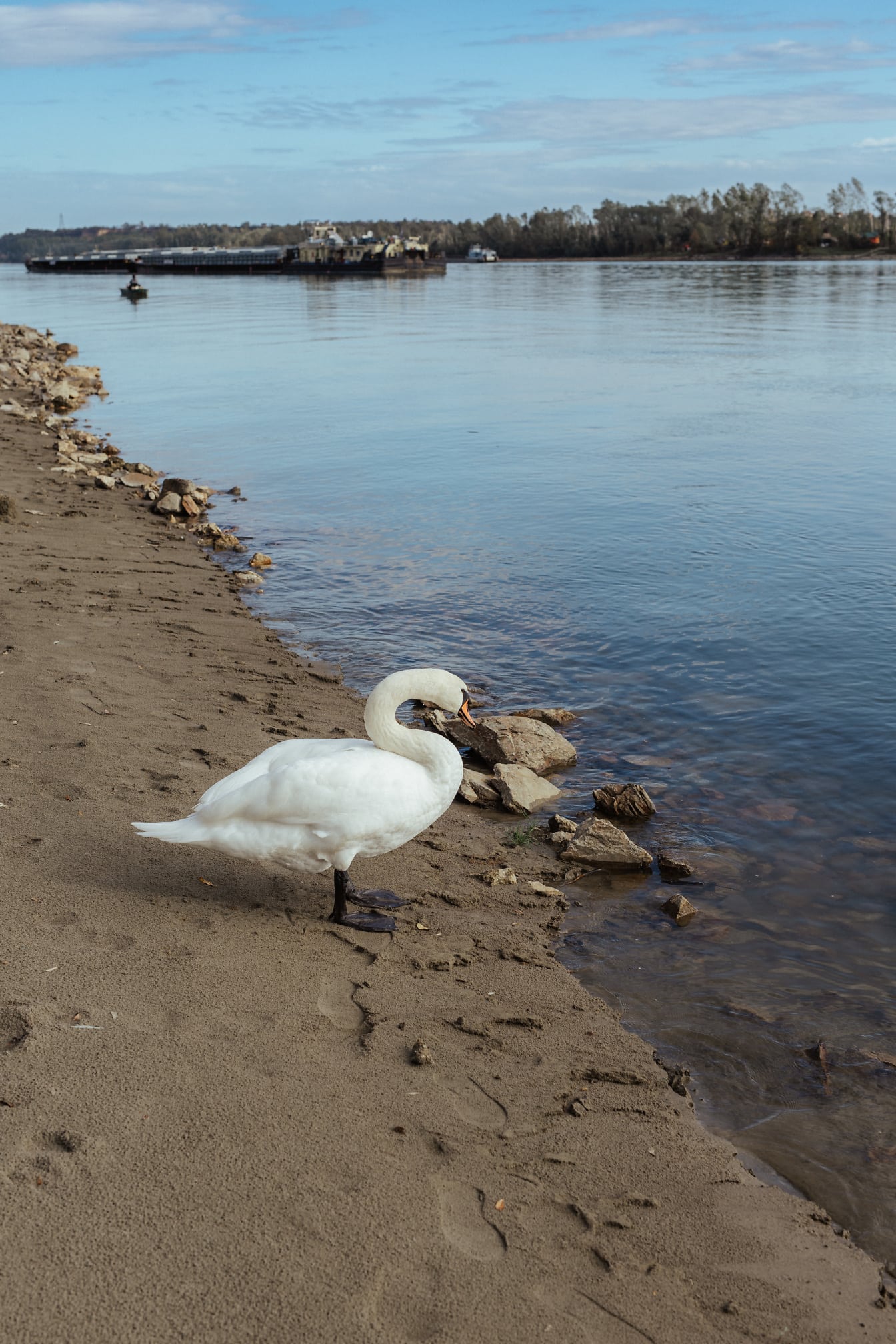 Oferta de pájaro cisne blanco en la orilla del río de arena húmeda