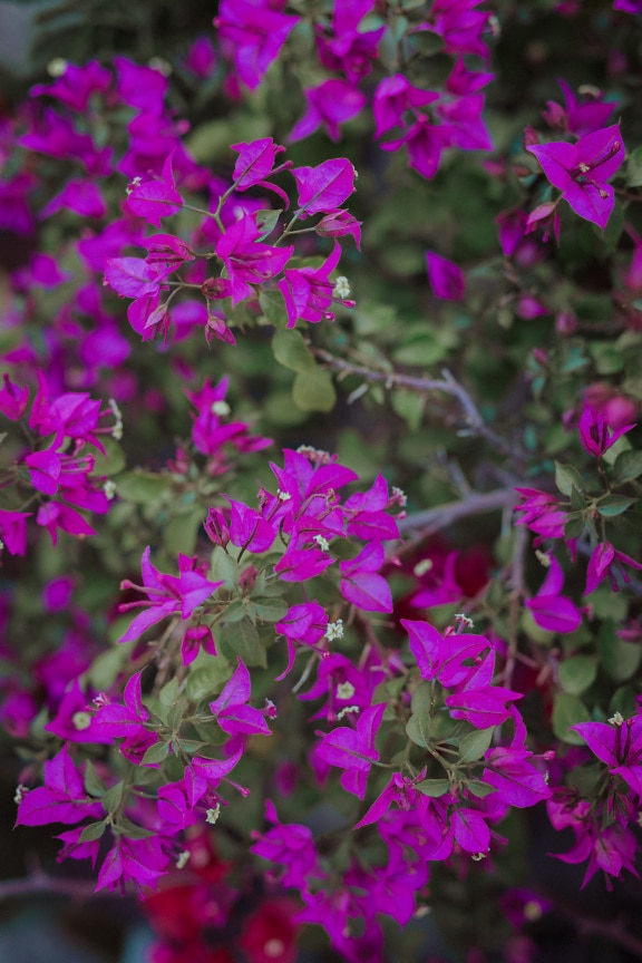 Grandi bouganville (Bougainvillea spectabilis) fiori rosati che sbocciano