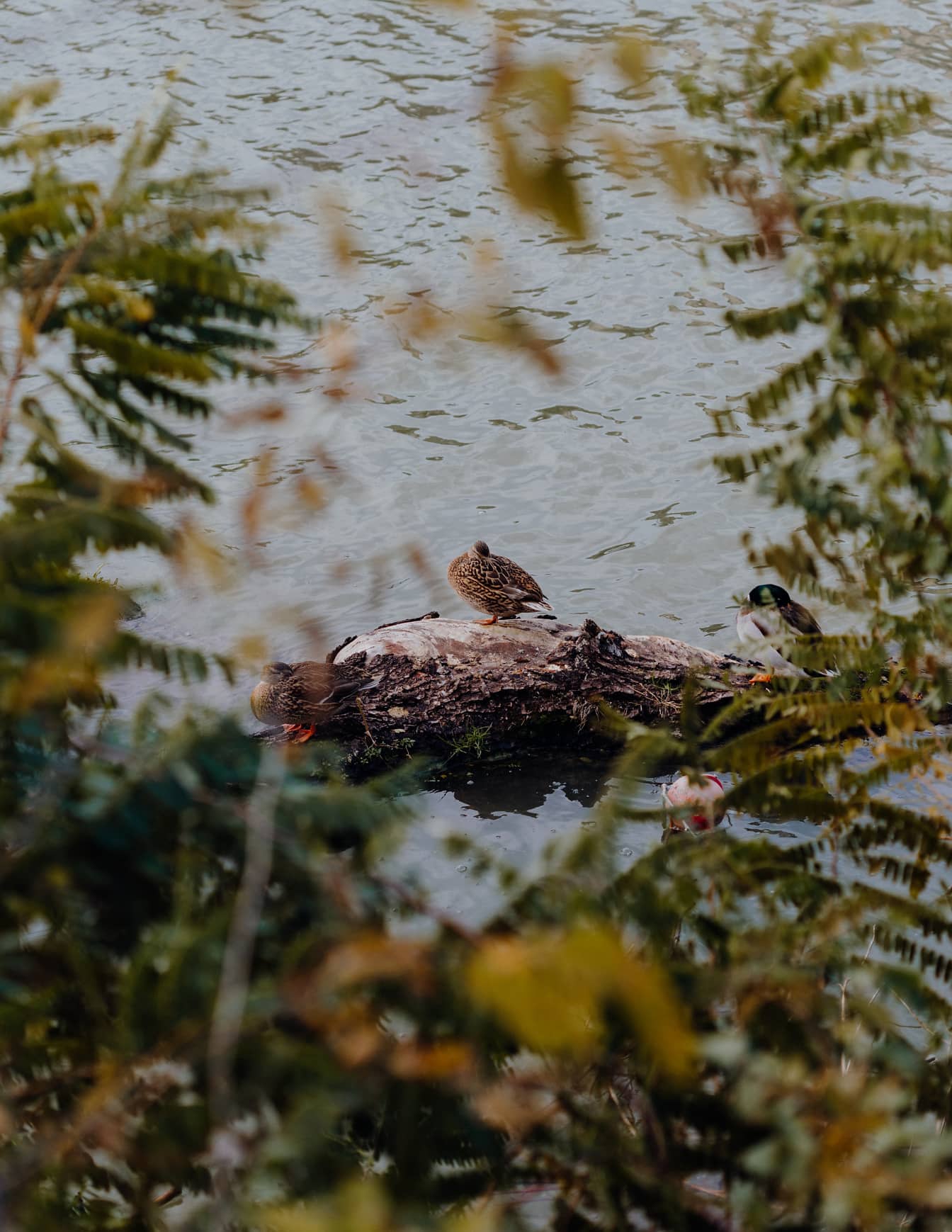 Rațe sălbatice pe lemn plutitor în habitat natural