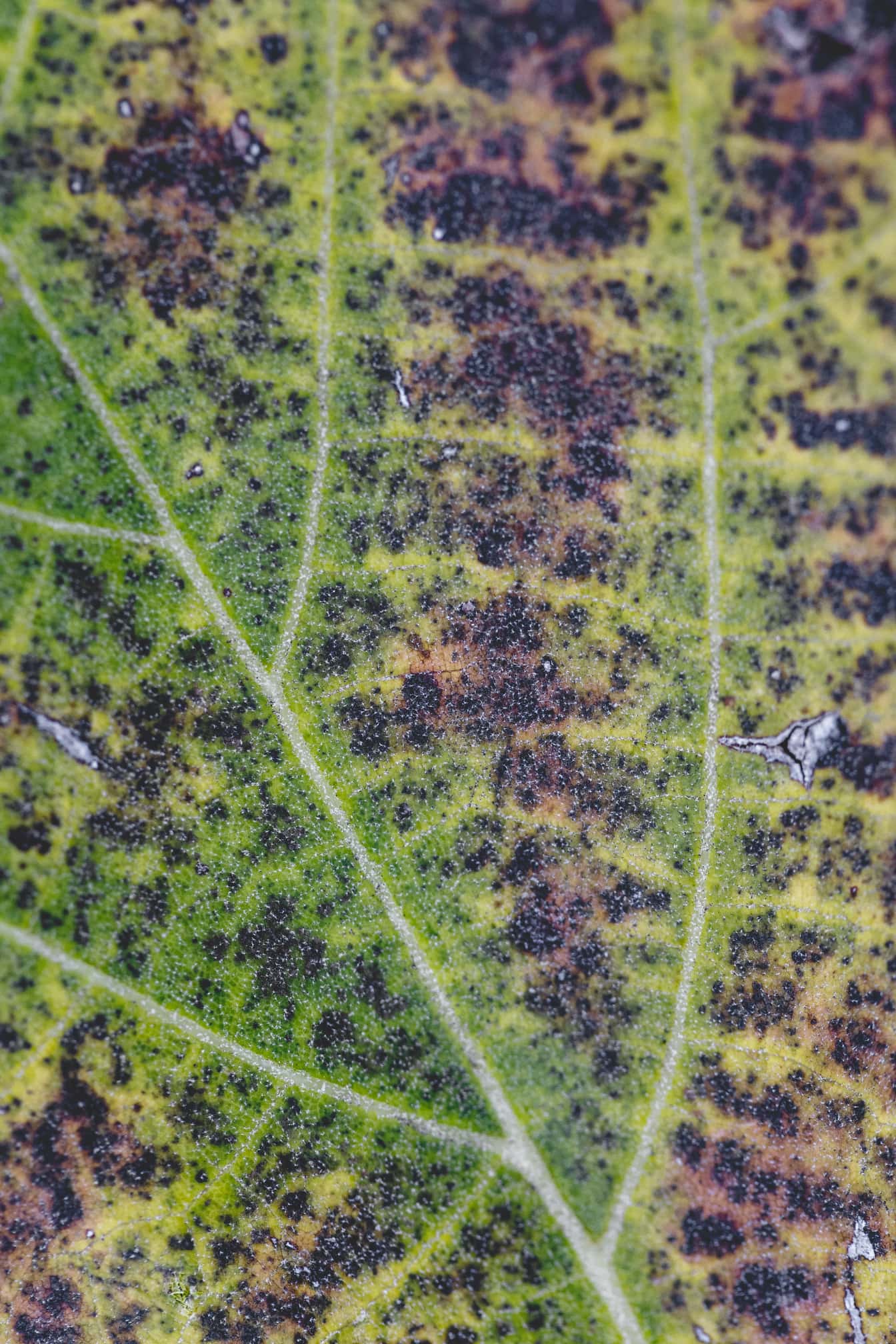 Makrofotografi av grov grön bladyta som bryts ner