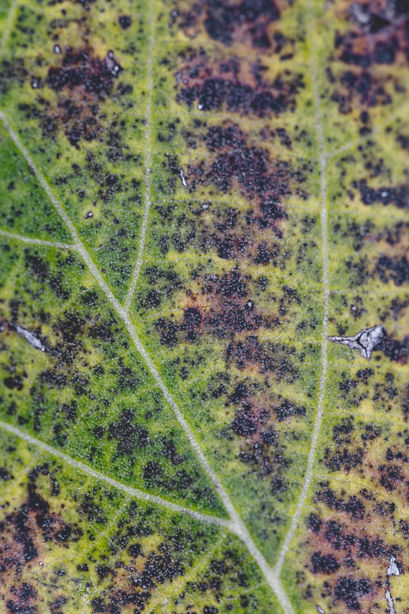 Foto makro permukaan daun hijau kasar yang membusuk