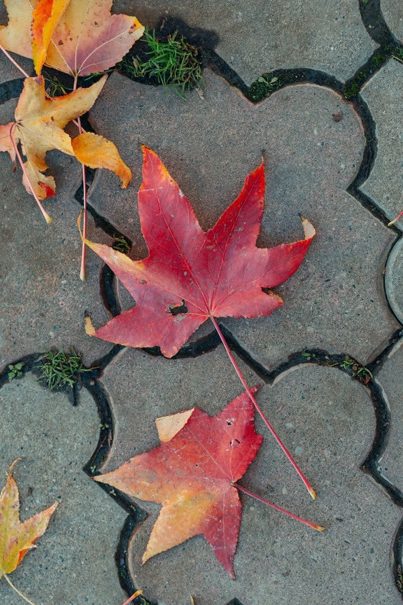 Yellowish brown and vibrant dark red leaves on pavement