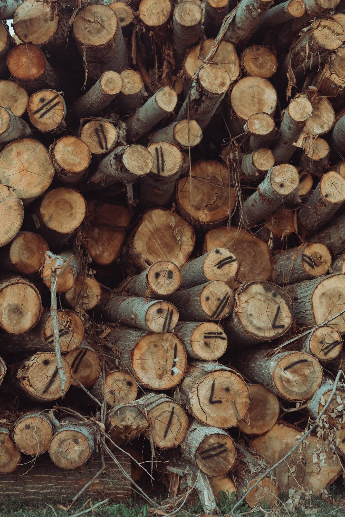 Sezione trasversale di legna da ardere di pioppo su trama ravvicinata del mucchio