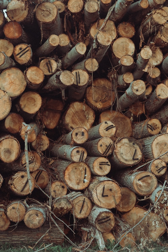 Dwarsdoorsnede van populier brandhout op de textuur van de stapelclose-up