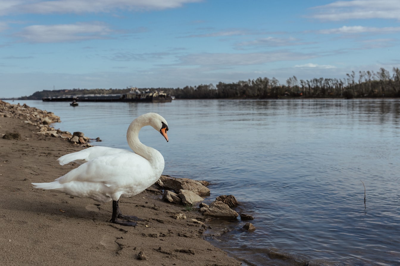 Velká bílá labuť (Cygnus olor) hrdě stojící na mokrém písku na břehu řeky