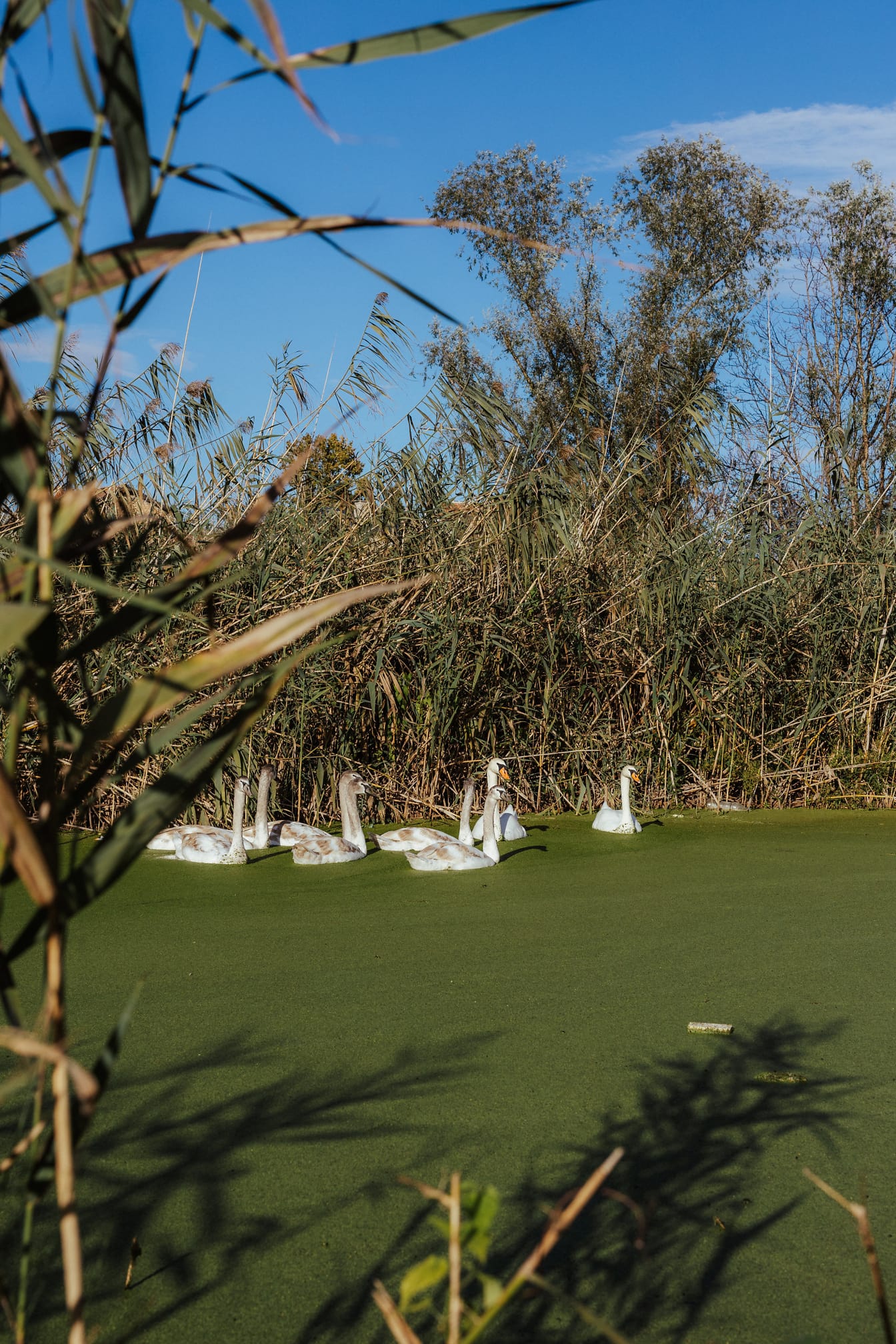 鸟科天鹅鸟群在沼泽通道中游泳