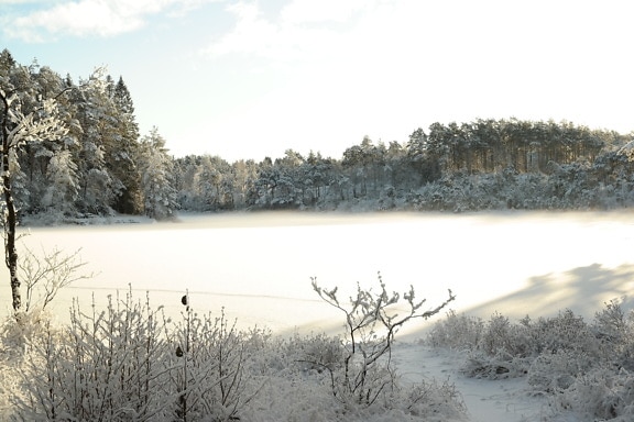 Zima w listopadzie w zaśnieżonym parku przyrody